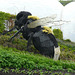 Bumble Bee At The Eden Project