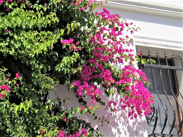 Gorgeous pink bouganvillea