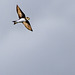 Sand Martin in Flight