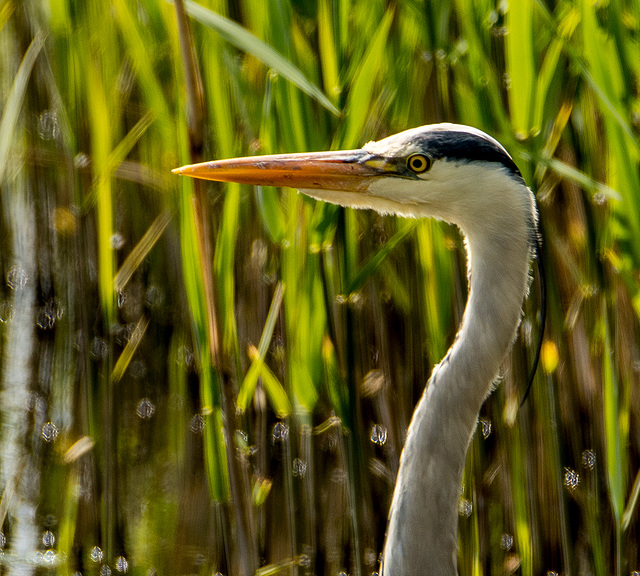 Heron close up