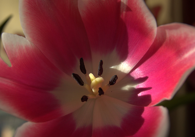 Tulip