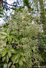 20191208-0387 Rubia cordifolia L.