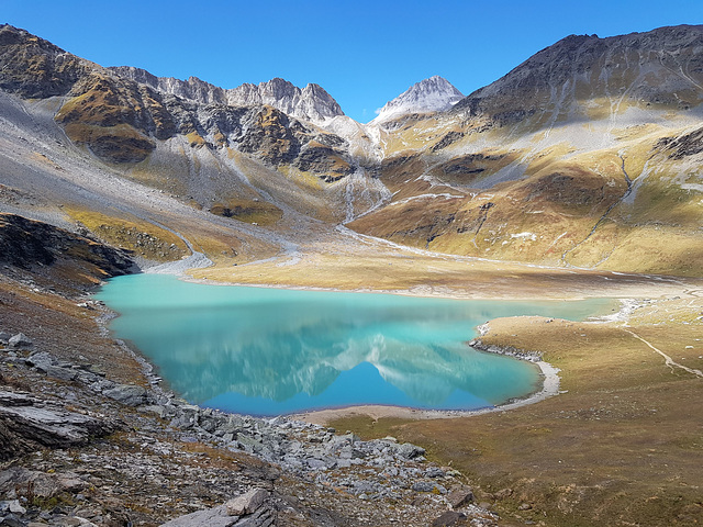 spot chamois en vanoise