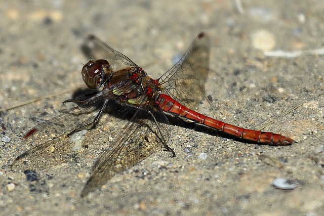 EOS 6D Peter Harriman 11 44 46 39866 commonDarter dpp