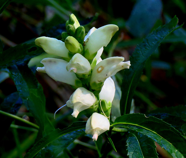 Turtlehead, member of the snapdragon family