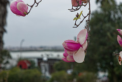 Magnolia liliiflora