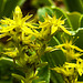 20230723 3103CPw [D~LIP] Milder Mauerpfeffer (Sedum sexangulare), UWZ, Bad Salzuflen