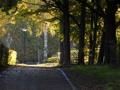 On the way to the warm autumn light