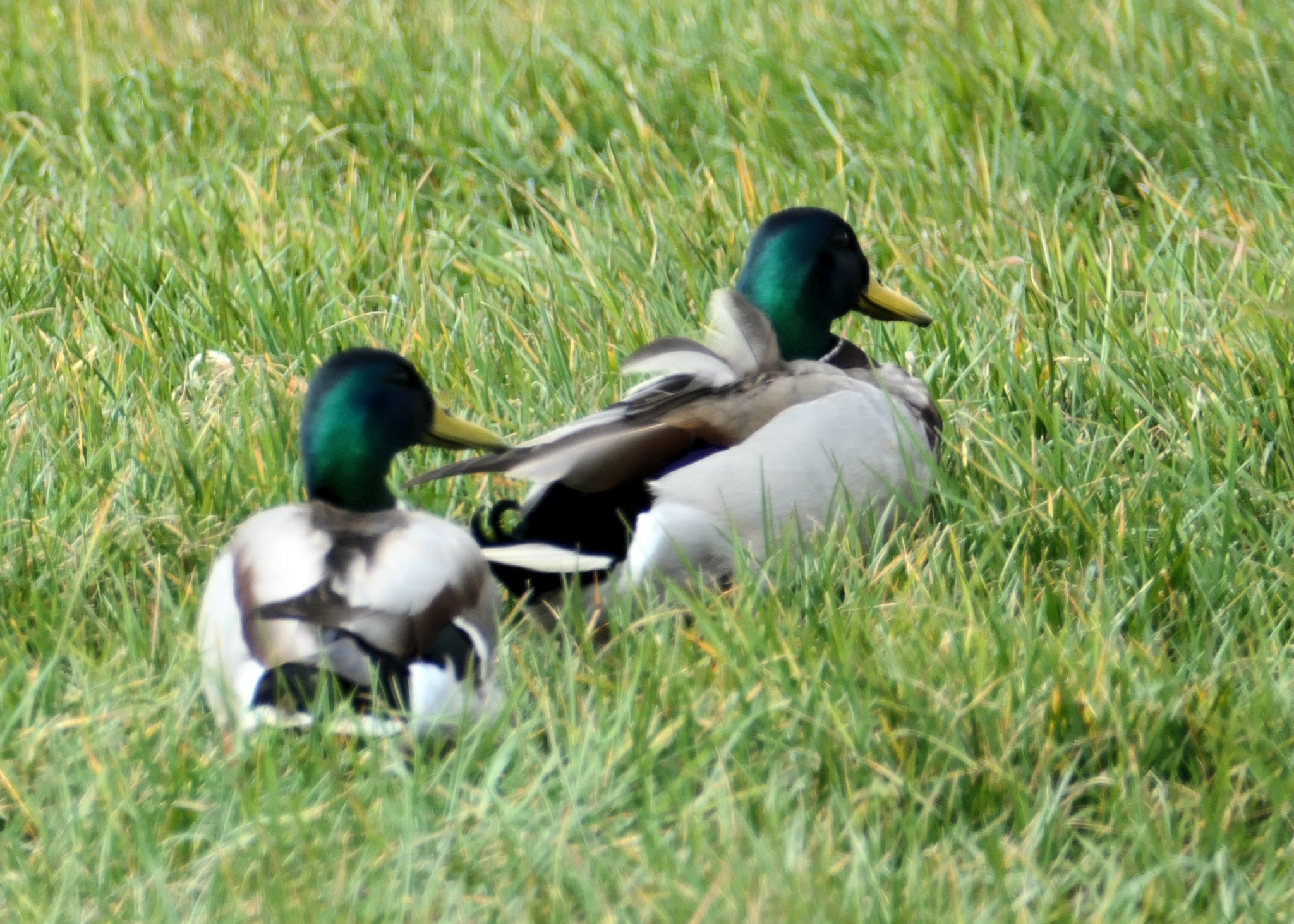 Stockenten