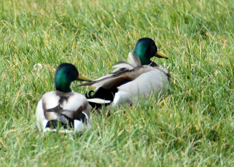 Stockenten