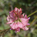 5T2A5228 Kidney Vetch