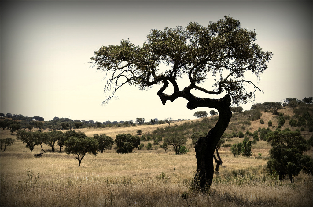 Azinheiras, Quercus ilex