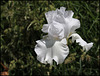 Blanc 1-non identifié ( maman )