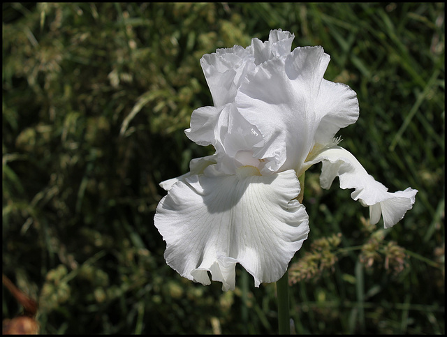 Blanc 1-non identifié ( maman )