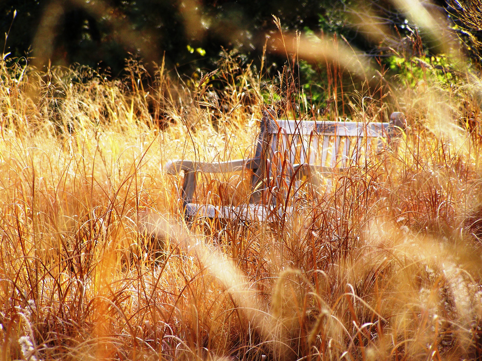 Benches - SPC 11/2016 3rd place - Prairie Park