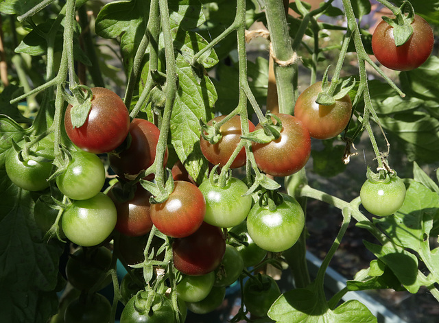 Tomato 'Rosella'