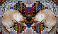 Calico Rectangles and the Mirrored Cat...