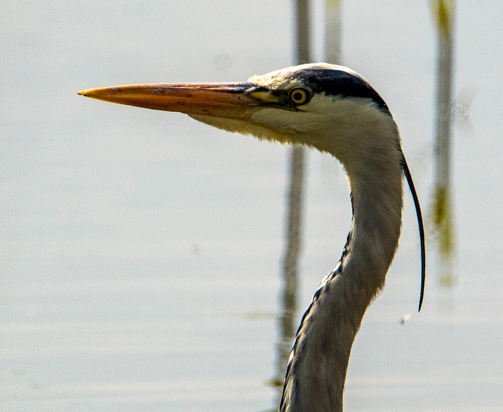 Heron close up2