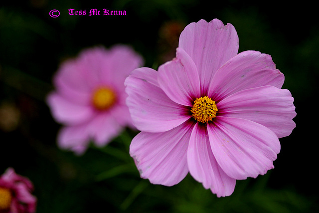 Cosmos 001 copy Cosmos 001 copy