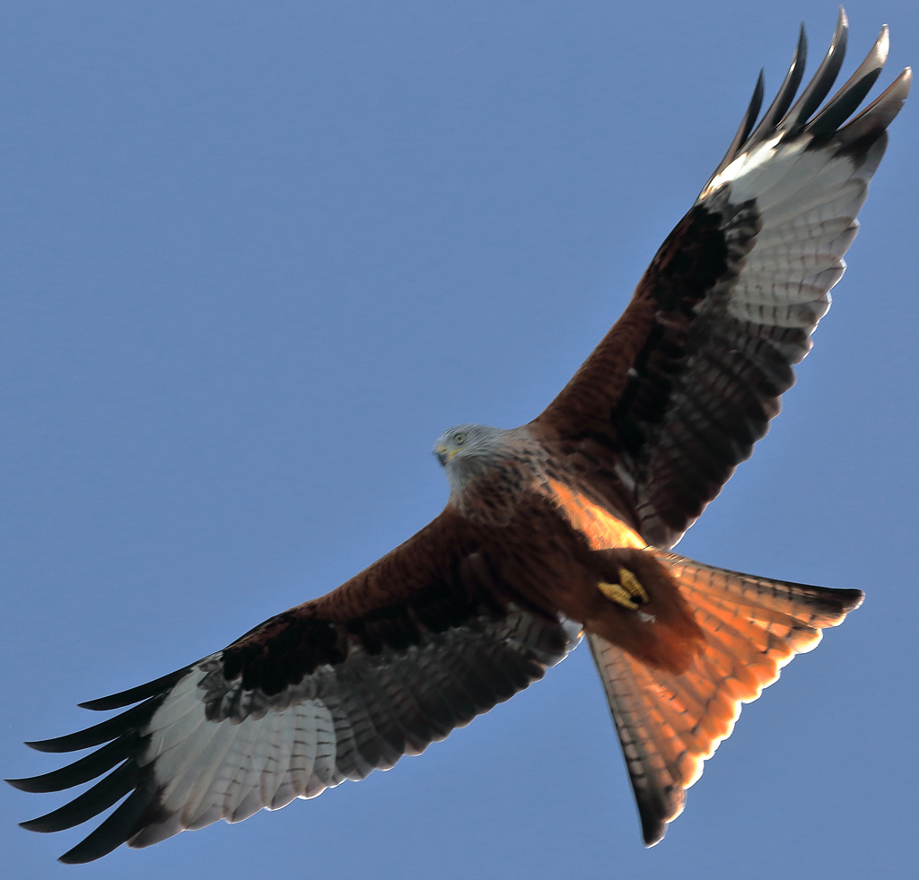 Red kite (Milvus milvus)