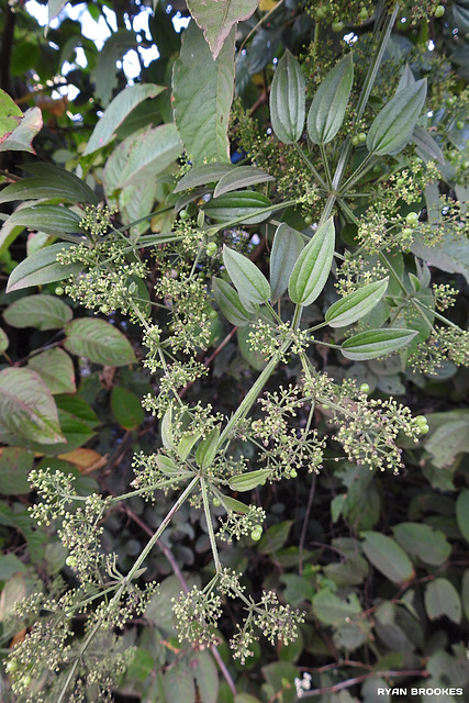 20191208-0382 Rubia cordifolia L.