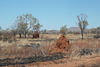 Termite Mounds In The Kimberley