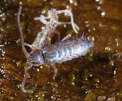 IMG 7600Springtail