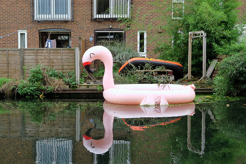 IMG 9279-001-Flamingo