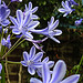 20230723 3105CPw [D~LIP] Afrik. Schmucklilie (Agapanthus africanus), UWZ, Bad Sazuflen