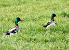 Stockenten (Erpel)   1 PiP