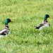 Stockenten (Erpel)   1 PiP