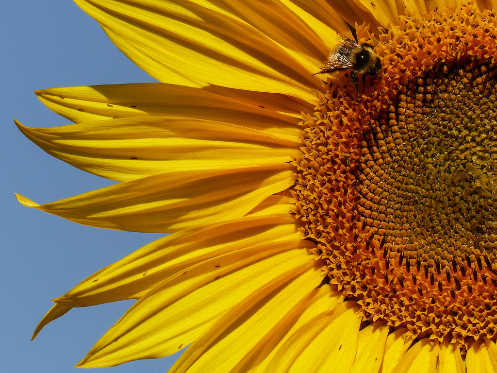 Sunflower beauty