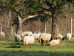 Transhumance du 16 mars 2016