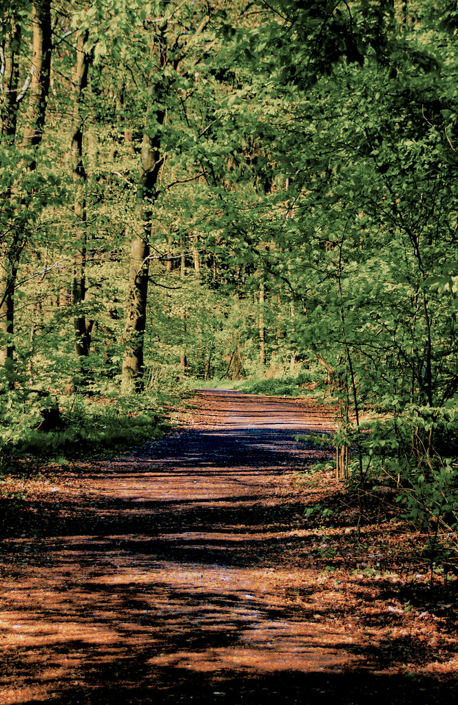 A Walk in Springtime