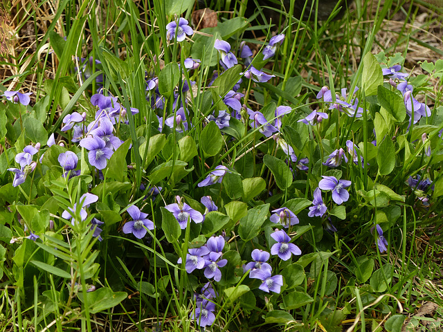 Early Blue Violets