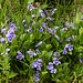 Early Blue Violets
