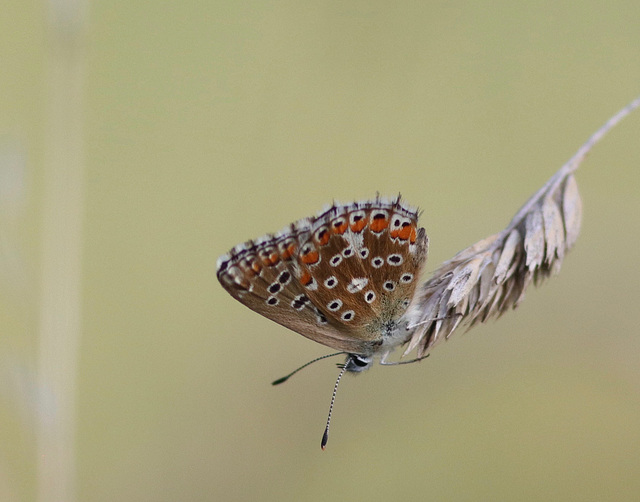 Azuré commun (Polyommatus icarus)