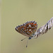 Azuré commun (Polyommatus icarus)