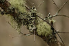 Insh Marshes, Kingussie, Badenoch, Highlands, Scotland