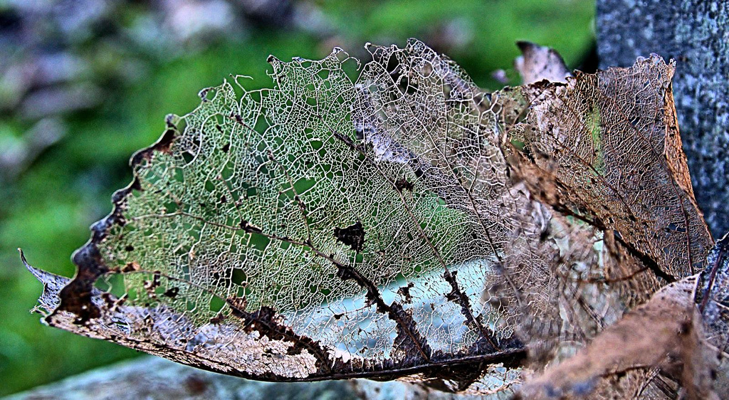 Skellibobbin Leaves