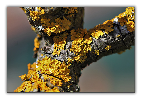 Xanthoria sur poirier