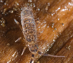 IMG 7605Springtail