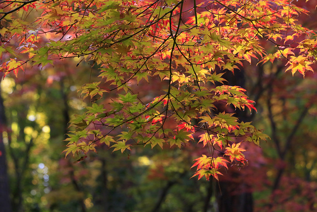 Japanese Maple