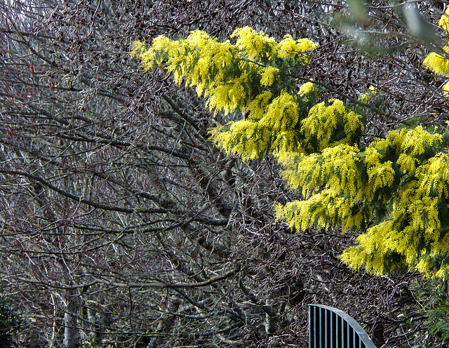 le printemps à la porte de l'hiver