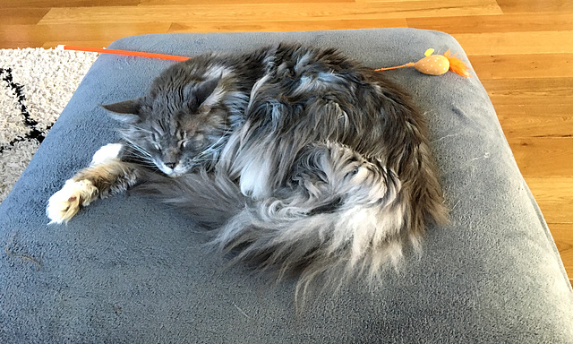 Maine coon