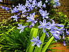 20230723 3106CPw [D~LIP] Afrik. Schmucklilie (Agapanthus africanus), UWZ, Bad Sazuflen