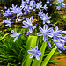 20230723 3106CPw [D~LIP] Afrik. Schmucklilie (Agapanthus africanus), UWZ, Bad Sazuflen