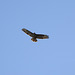Buzzard in Spring sunshine.