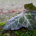 Frozen Ivy Leaf