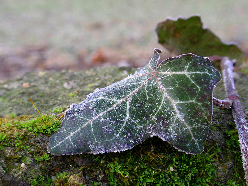 Frozen Ivy Leaf